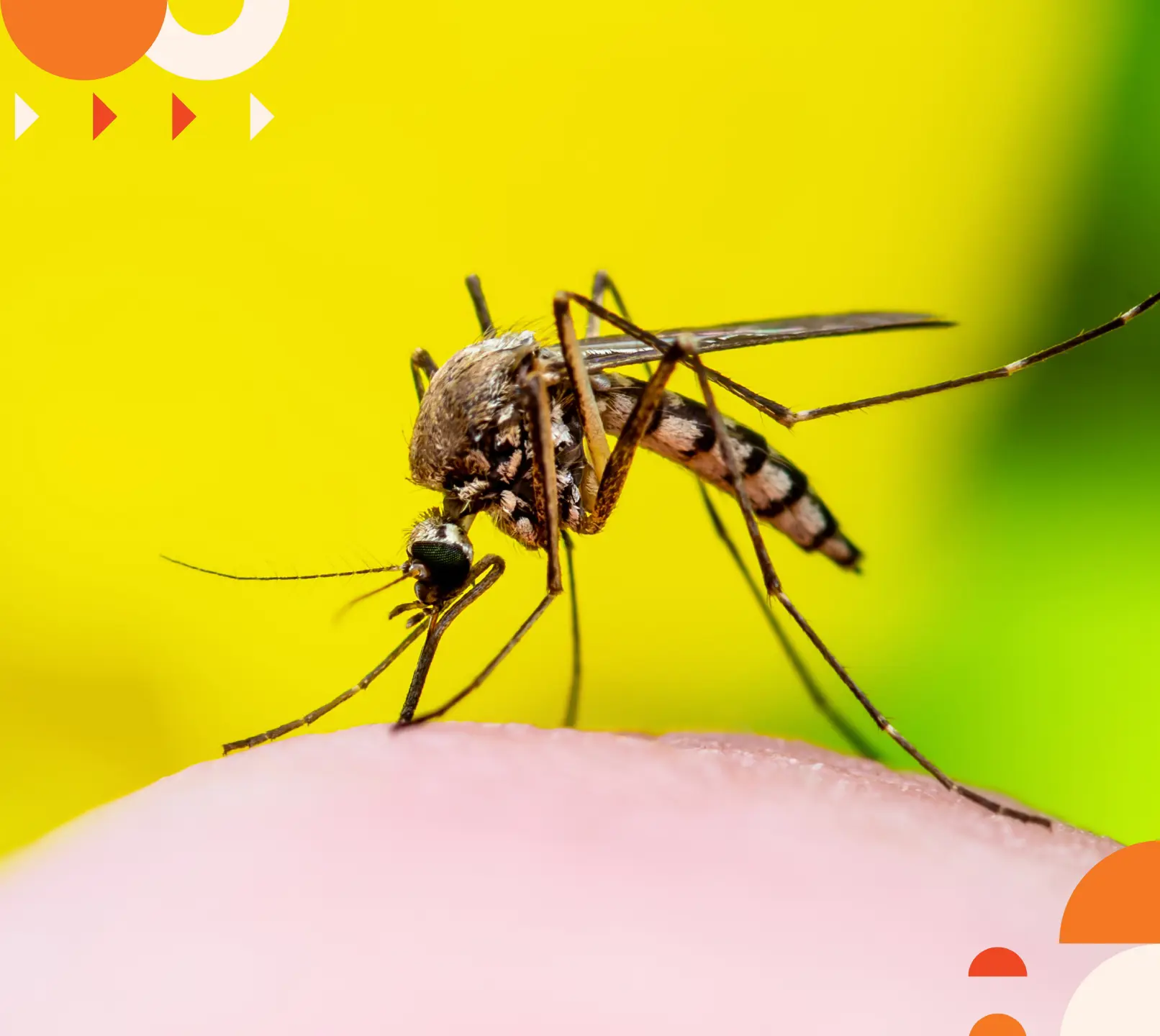 Blog Image - Yellow Fever.jpg